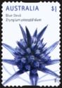 Blue Devil (Eryngium pinnatifidum)